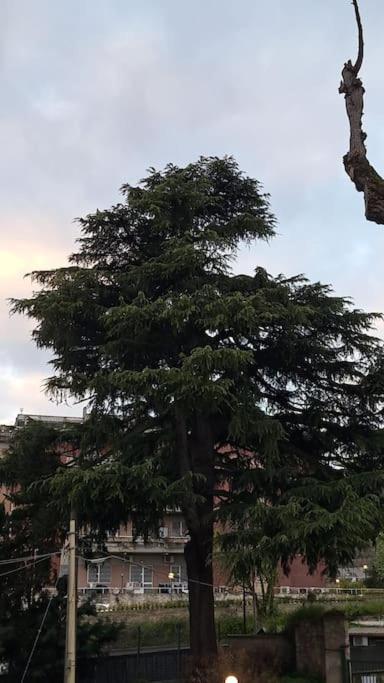 La Cupola Dei Sogni